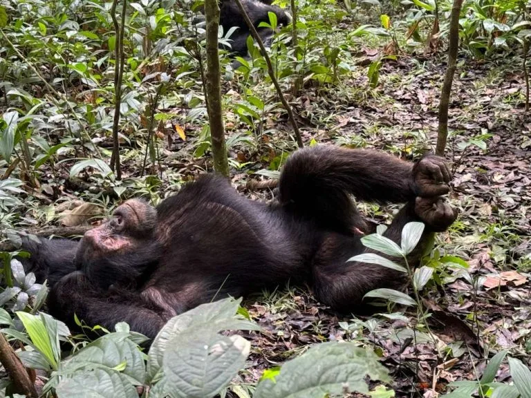 Chimpanzee Trekking Cyamudongo