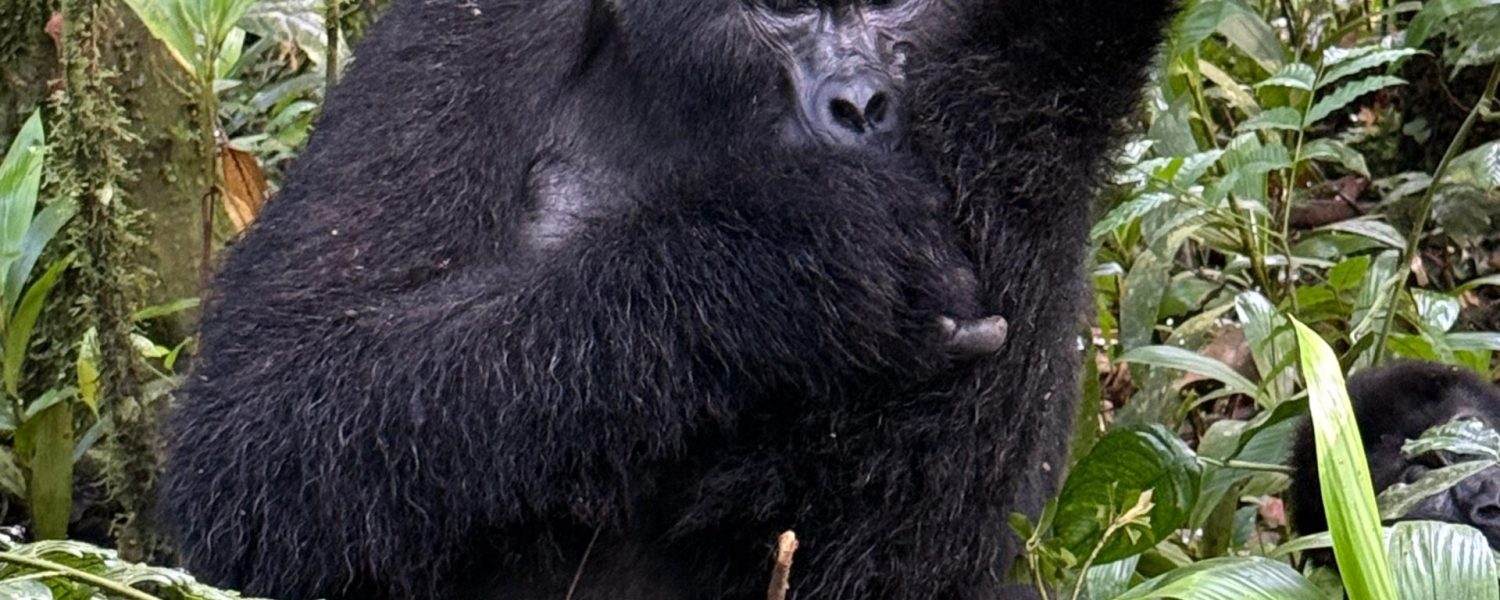 Gorilla Trekking Cheaper Uganda Rwanda