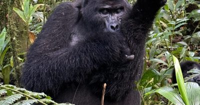 Gorilla Trekking Cheaper Uganda Rwanda