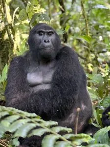 Double Gorilla Trekking in Rwanda