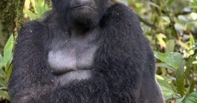 Double Gorilla Trekking in Rwanda