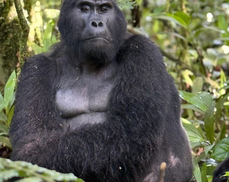 Double Gorilla Trekking in Rwanda