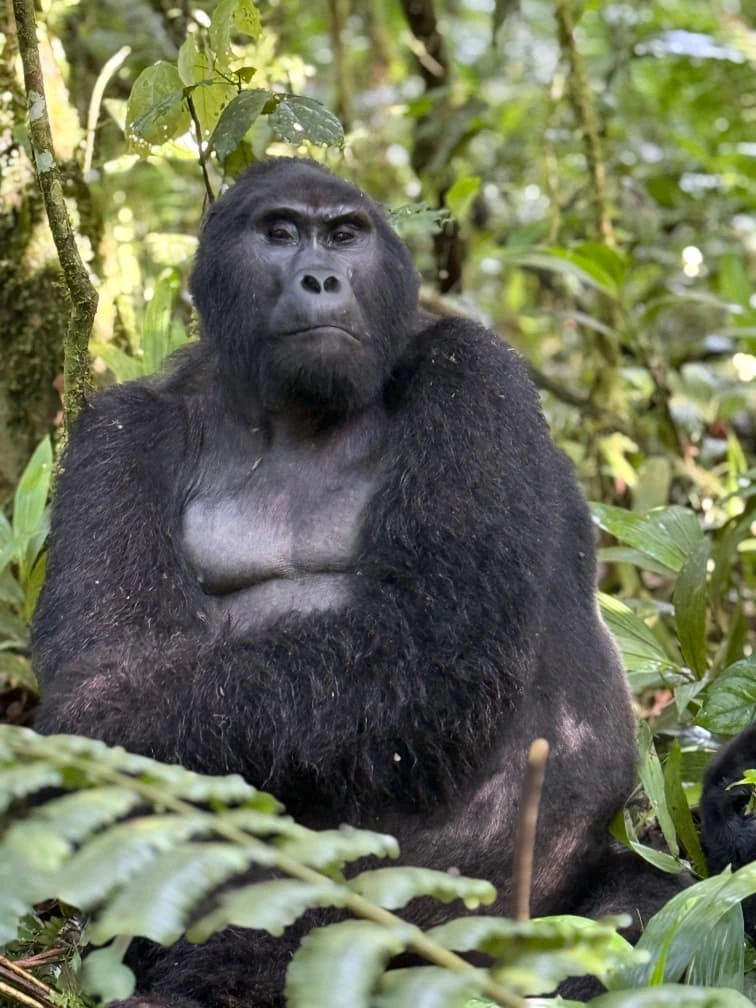 Double Gorilla Trekking in Rwanda