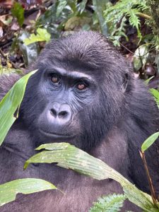 Price Gorilla Trekking Tour Rwanda