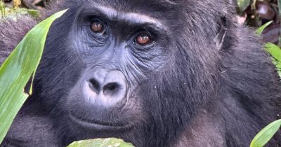 Price Gorilla Trekking Tour Rwanda