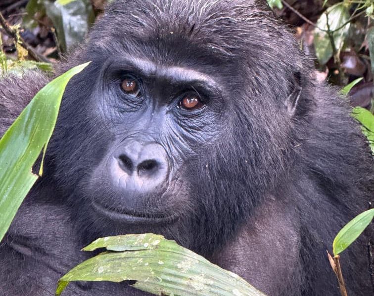 Price Gorilla Trekking Tour Rwanda