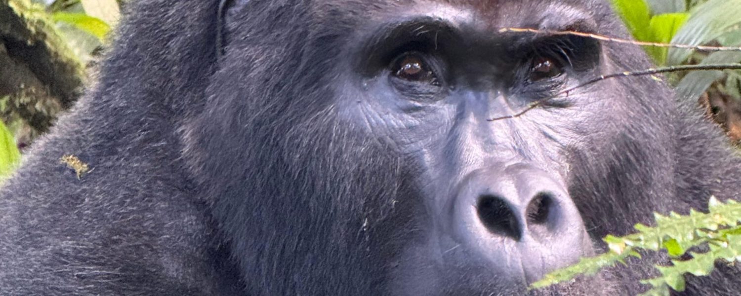 Price Gorilla Trekking Tour Uganda