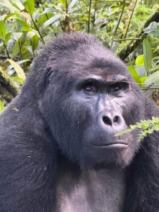 Price Gorilla Trekking Tour Uganda