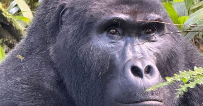 Price Gorilla Trekking Tour Uganda