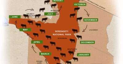 Wildebeest Migration Map