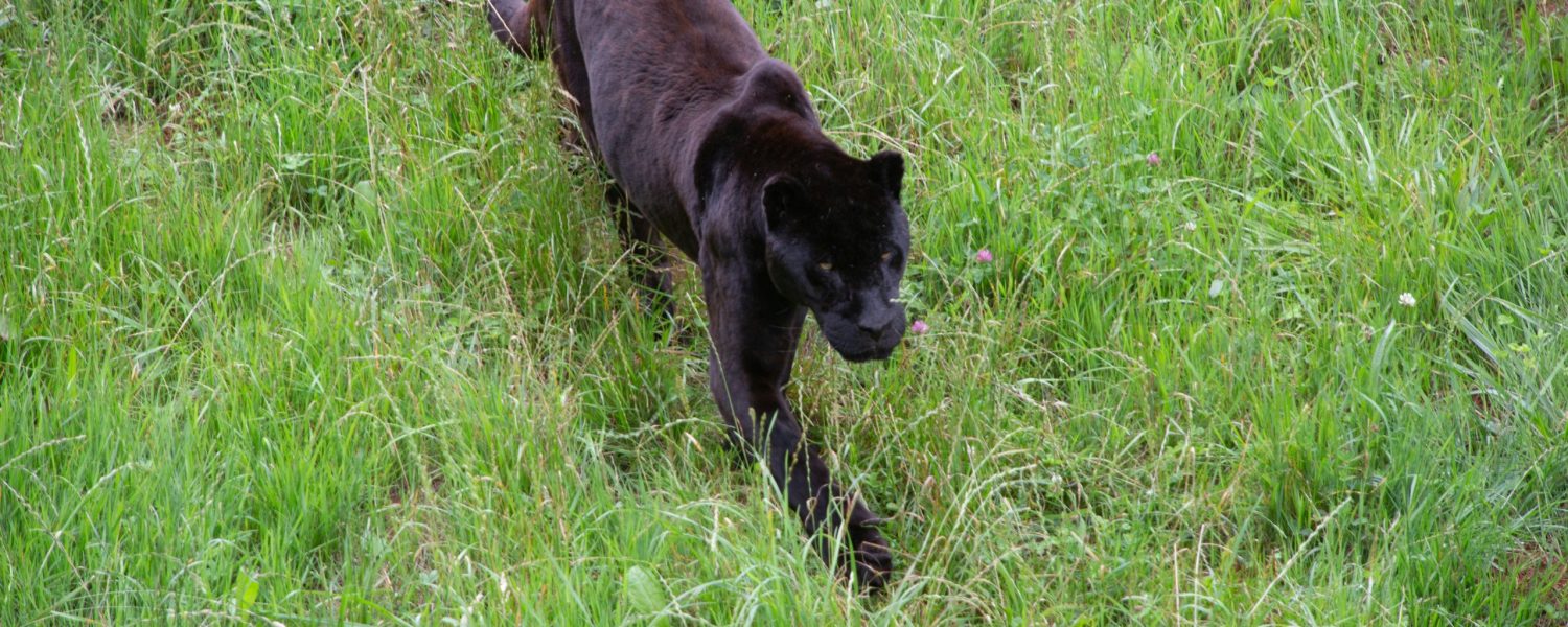 Black Leopard at Laikipia