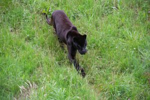 Black Leopard at Laikipia