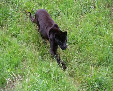 Black Leopard at Laikipia