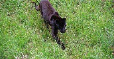 Black Leopard at Laikipia