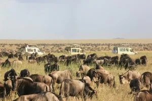 Wildebeest Migration in September