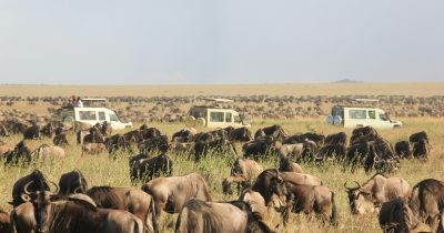 Wildebeest Migration in September