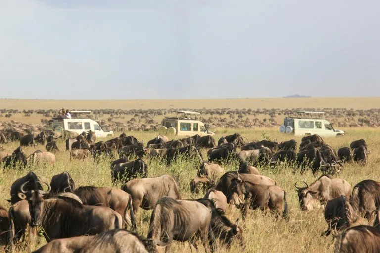 Wildebeest Migration in September