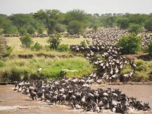 Wildebeest Cross from Serengeti to Masai Mara