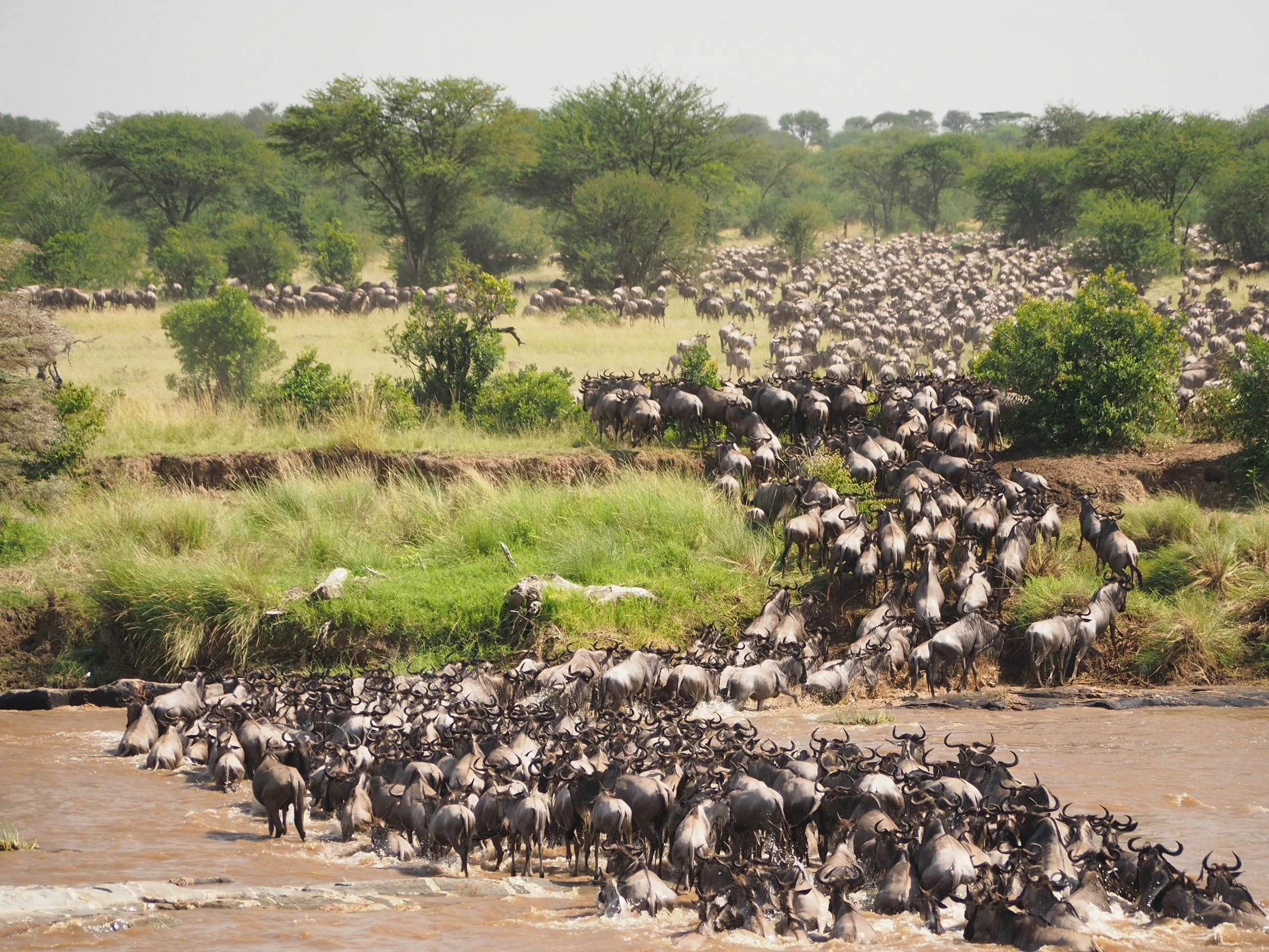 Wildebeest Cross from Serengeti to Masai Mara
