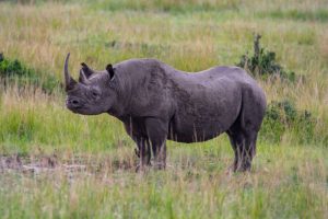 4 Days Samburu and Ol Pejeta Safari