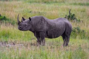4 Days Samburu and Ol Pejeta Safari