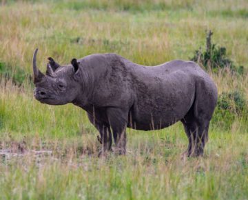 4 Days Samburu and Ol Pejeta Safari