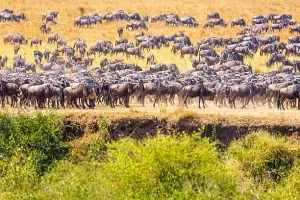 Gorilla Trekking With Serengeti Safari