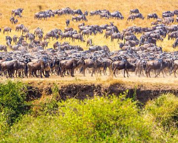 Gorilla Trekking With Serengeti Safari