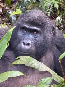 Tourists on a mountain gorilla safari in Uganda – exploring which country has many mountain gorillas with Native Africa Tours