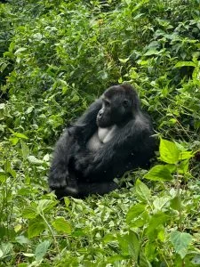 Budget Gorilla Trekking Congo