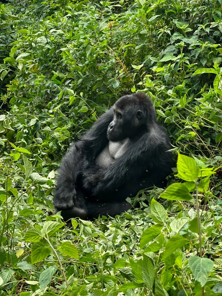 Budget Gorilla Trekking Congo