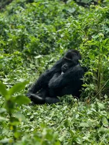 Luxury Gorilla Trekking in Congo