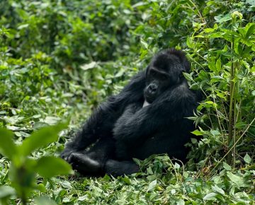 Luxury Gorilla Trekking in Congo