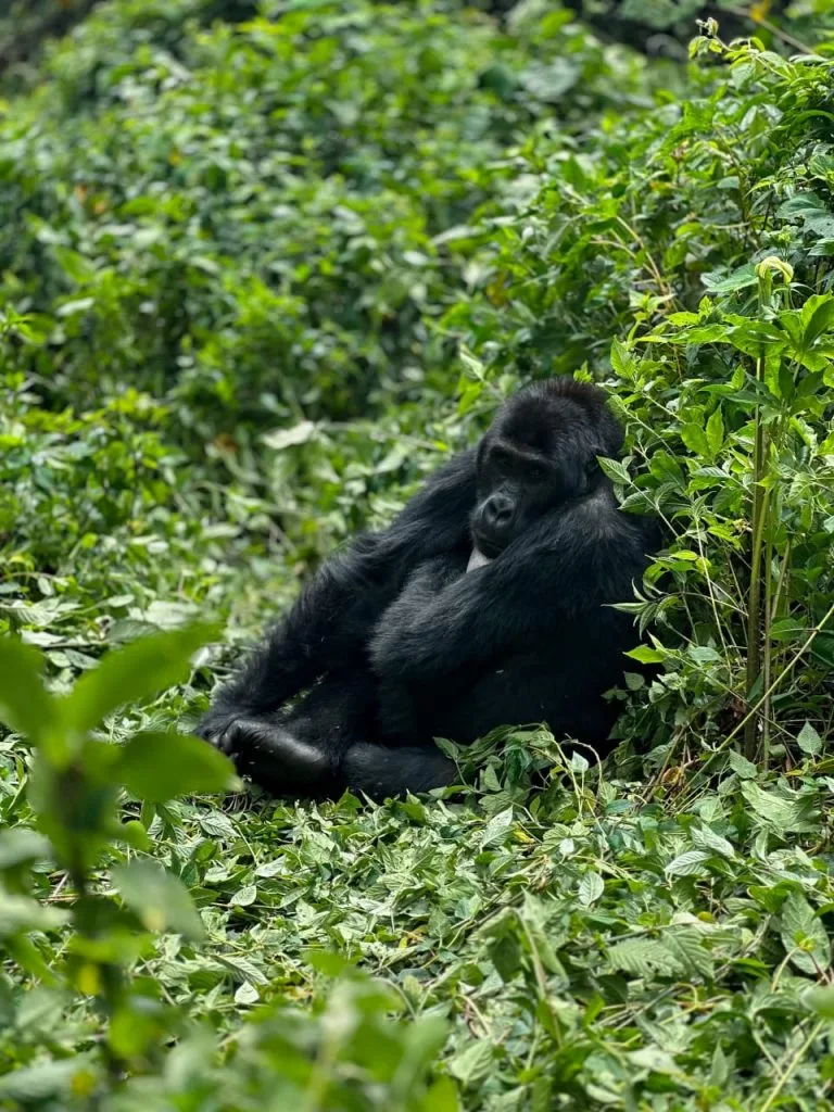 Luxury Gorilla Trekking in Congo