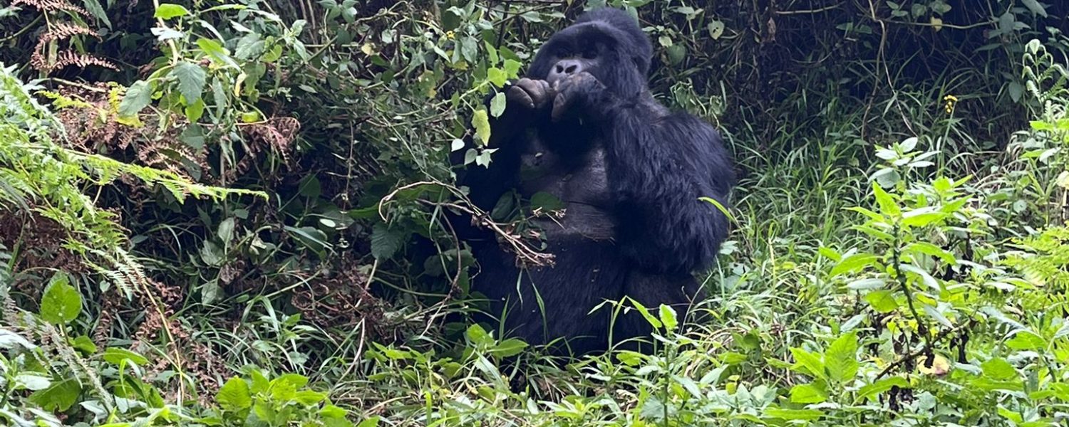 Gorilla Trekking Rushaga Entebbe