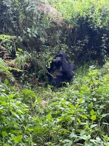 Gorilla Trekking Rushaga Entebbe