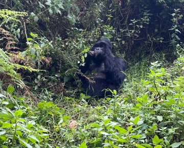 Gorilla Trekking Rushaga Entebbe
