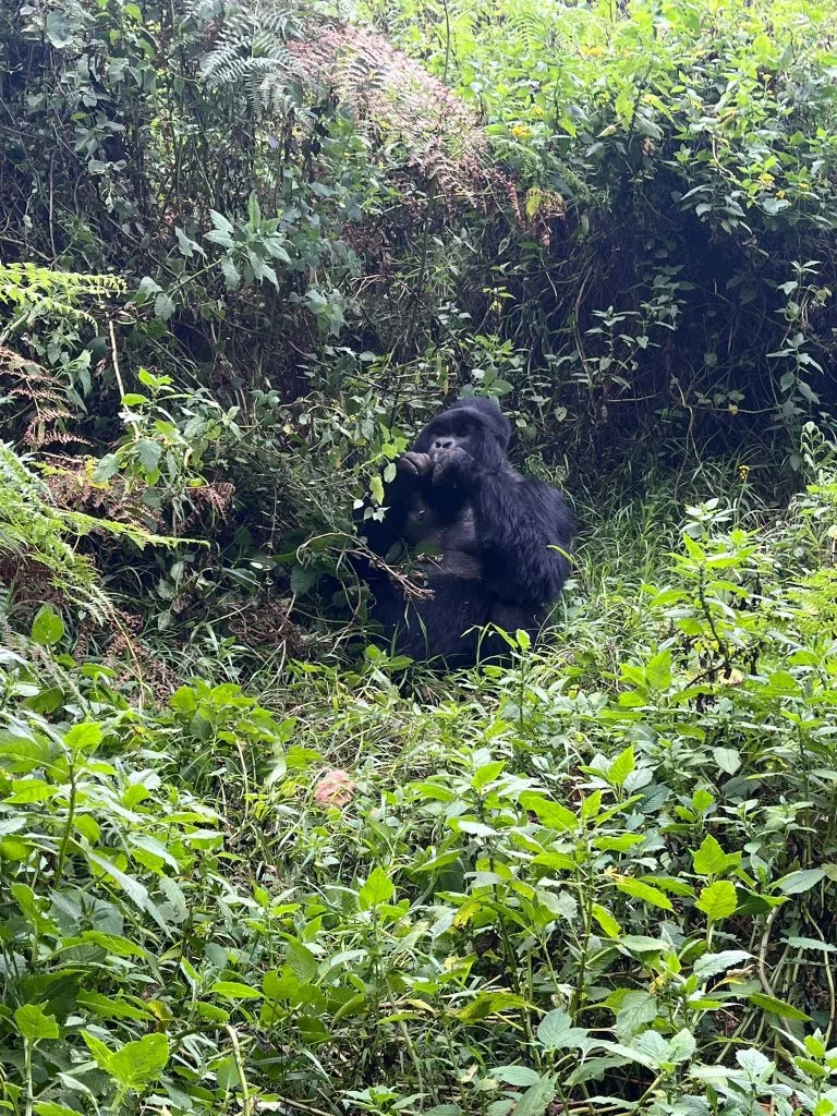 Gorilla Trekking Rushaga Entebbe