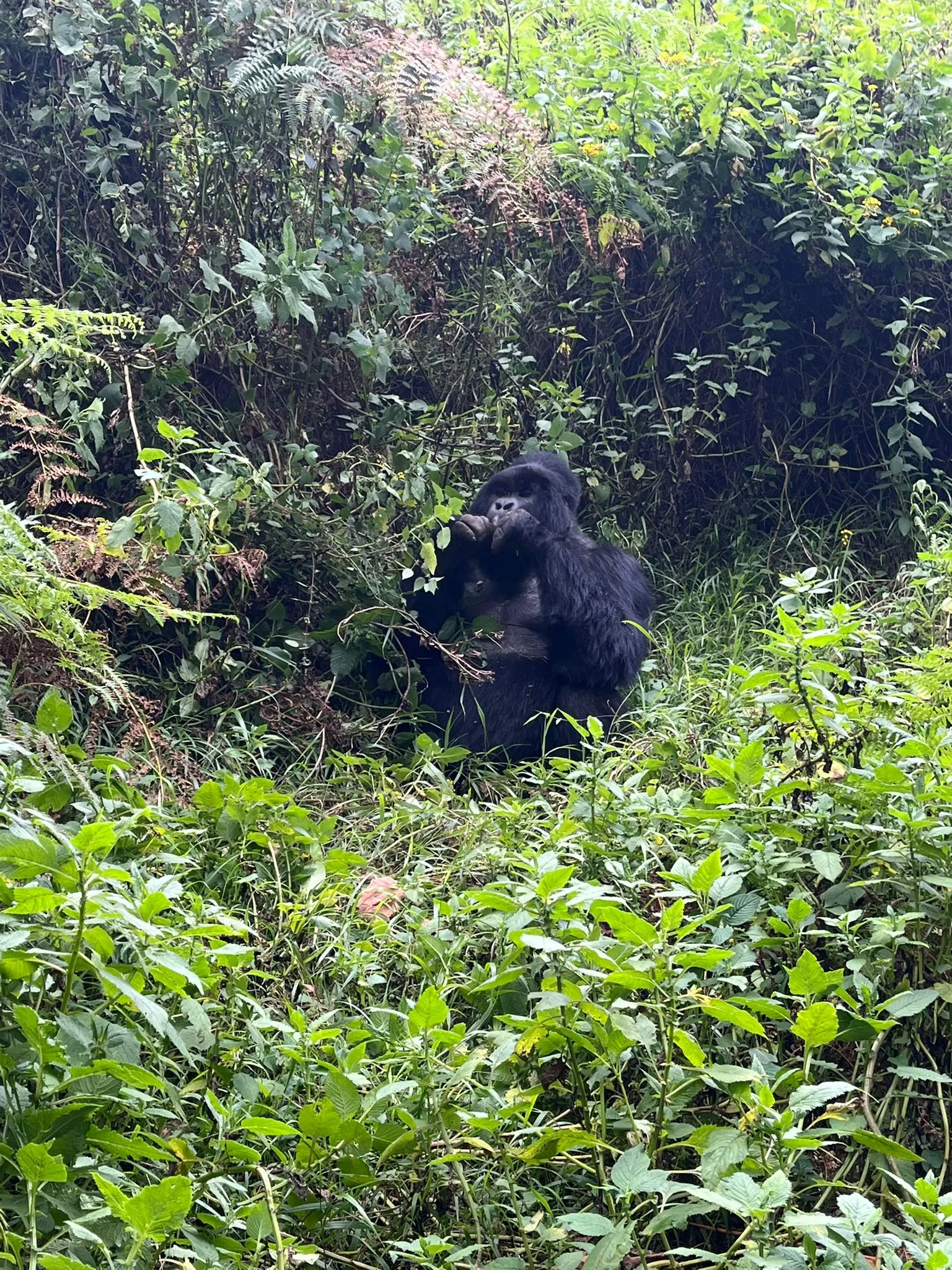 Gorilla Trekking Rushaga Entebbe