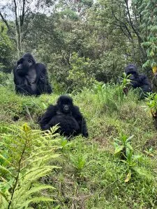 Tailor-Made Uganda Safaris 2026