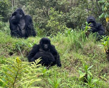 Tailor-Made Uganda Safaris 2026