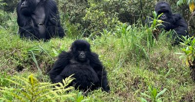 Tailor-Made Uganda Safaris 2026