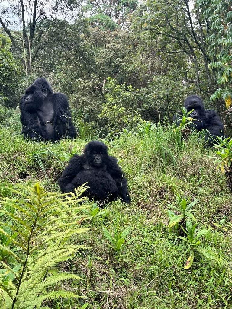 Tailor-Made Uganda Safaris 2026