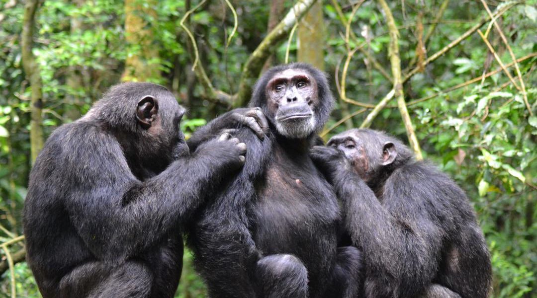 Chimpanzee encounter on a Uganda safari starting from Kigali
