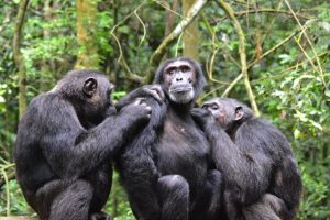 Chimpanzee encounter on a Uganda safari starting from Kigali