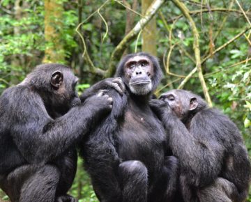 Chimpanzee encounter on a Uganda safari starting from Kigali