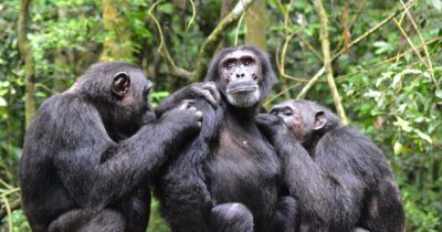 Chimpanzee encounter on a Uganda safari starting from Kigali
