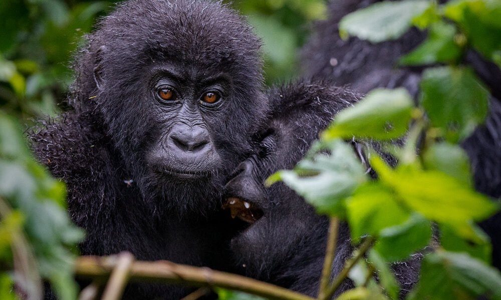 Mountain gorillas spotted by tourists spending more than 1 hour with them in Bwindi National Park