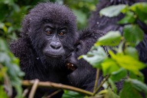 Mountain gorillas spotted by tourists spending more than 1 hour with them in Bwindi National Park