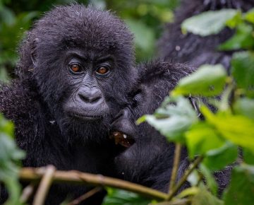 Mountain gorillas spotted by tourists spending more than 1 hour with them in Bwindi National Park